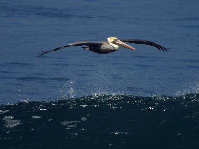 Download free animal sea water bird image