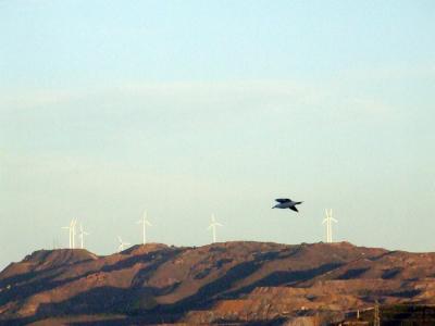 Download free animal mountain bird eolian turbines image