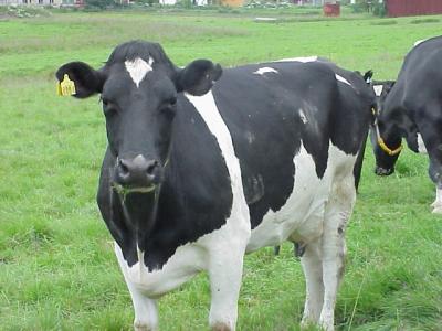 Download free animal cow image