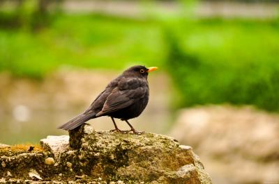 Download free animal stone bird rock image