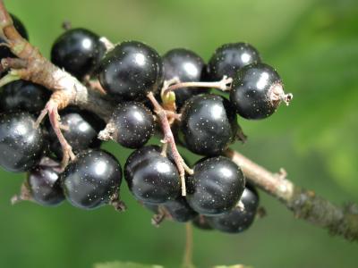 Download free plant grain black currant image