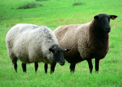 Download free animal grass sheep image