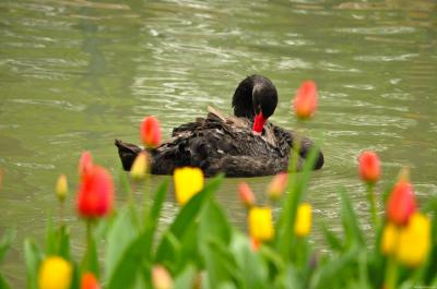 Download free animal flower swan image