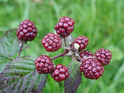 Download free leaf fruit plant blackberry image