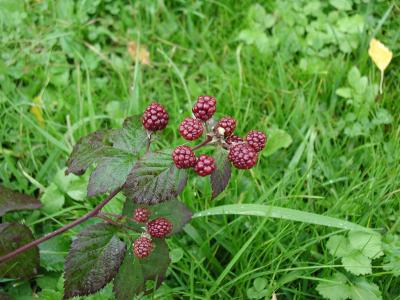 Download free fruit grass plant blackberry image