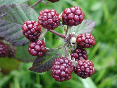 Download free fruit plant blackberry image