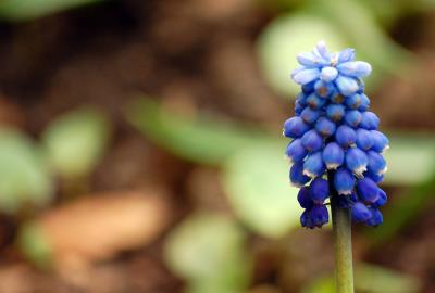 Download free blue plant image