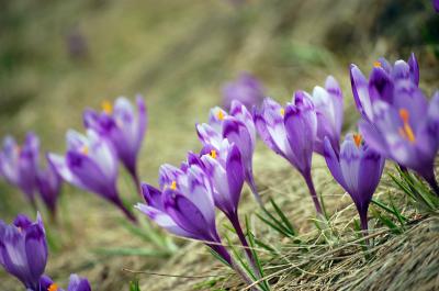 Download free flower purple grass image