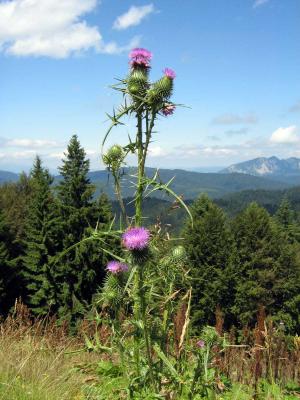 Download free forest flower landscape image