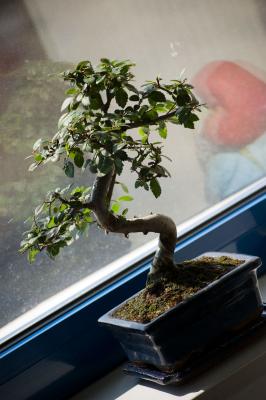 Download free tree plant window image