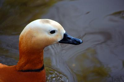 Download free animal duck image