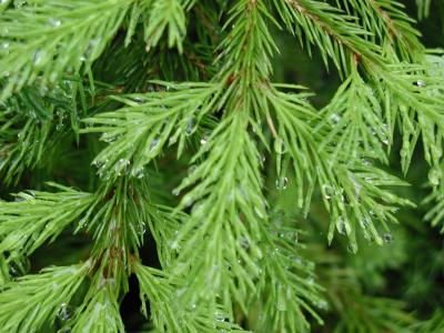 Download free tree plant spine fir image
