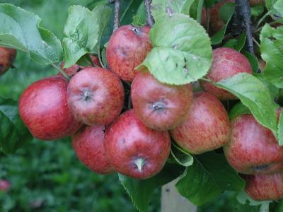 Download free red fruit food apple image