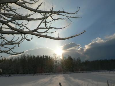 Download free forest tree sky snow image