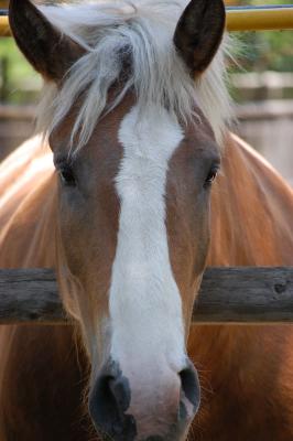 Download free animal horse image