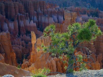 Download free tree landscape rock image