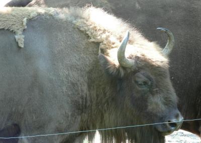 Download free animal buffalo image