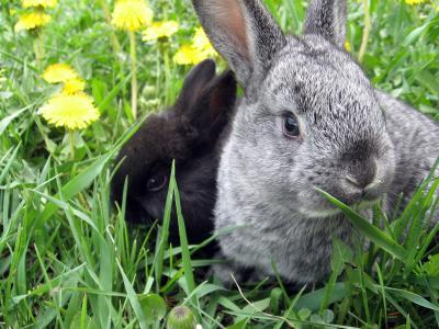 Download free animal flower grass rabbit image