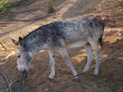 Download free animal donkey image