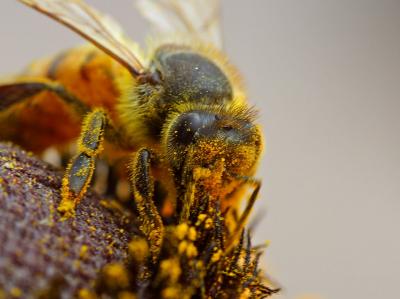 Download free insect animal bee image