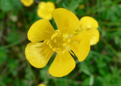 Download free leaf flower yellow petal image