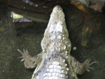 Download free animal alligator image