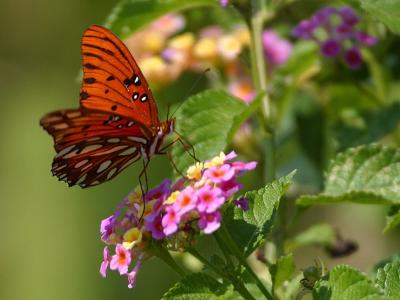 Download free insect leaf animal flower butterfly image