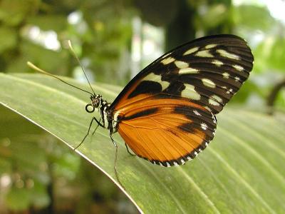 Download free insect leaf animal butterfly image