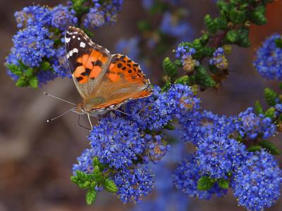 Download free insect animal flower blue butterfly image