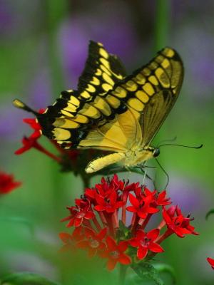 Download free insect animal flower butterfly image