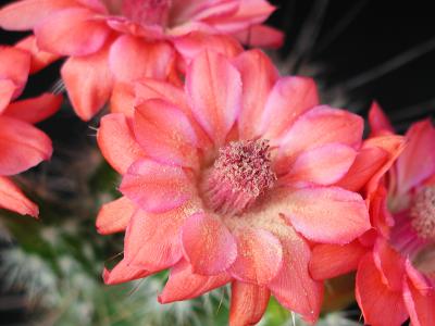 Download free flower pink plant image