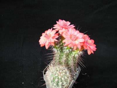 Download free flower pink cactus plant image