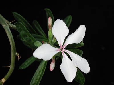 Download free flower plant petal image