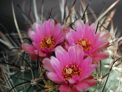 Download free flower cactus plant image