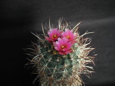 Download free flower cactus plant image