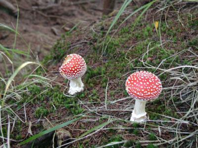Download free red mushroom white image