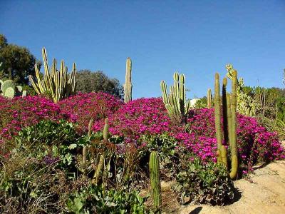 Download free flower sky cactus plant image