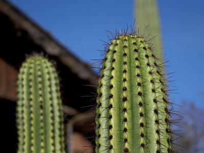 Download free cactus plant image