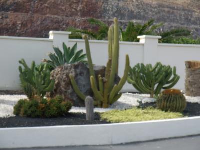 Download free garden cactus plant image