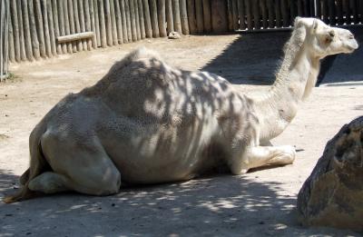 Download free animal camel image