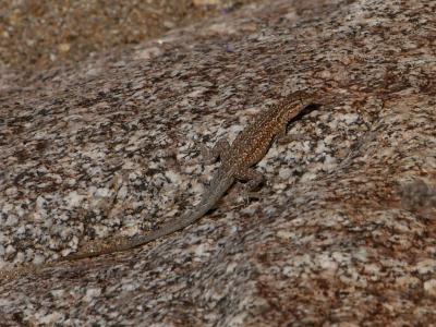 Download free animal stone lizard image