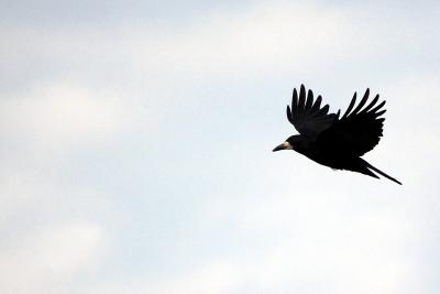 Download free animal sky bird image