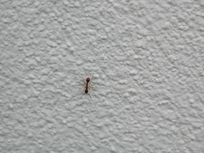 Download free animal ant wall image