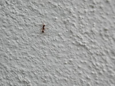 Download free animal ant wall image