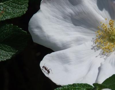 Download free flower white petal ant image