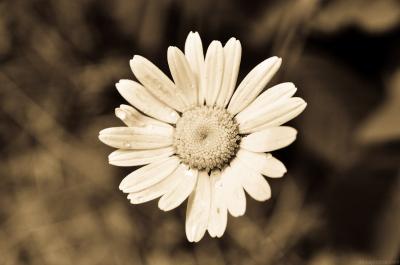 Download free flower white petal image