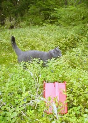 Download free cat animal grass image