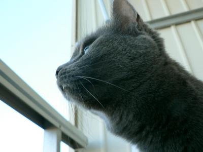 Download free cat animal window image