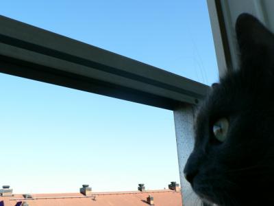 Download free cat animal window image