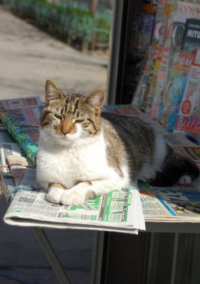 Download free cat animal newspaper image
